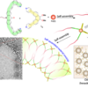 Schematic representation of the assembly of an amphiphilic coordination cage-based emulsifier and cryo-TEM images of hollow spherical vesicles formed in acetonitril.