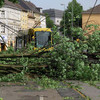 Ela-damage: tram stands in front of a fallen tree