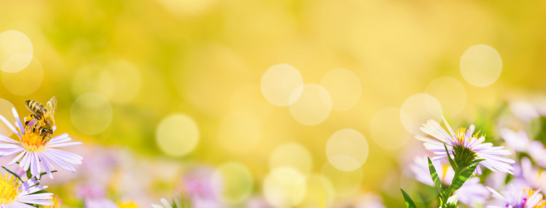 Eine Biene sammelt Pollen aus Blüten