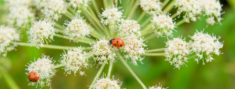 Ladybugs on wildflowers