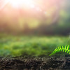 A glass globe lies on green forest floor and the sun is shining