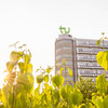 Blick über grüne Pflanzen auf den Mathetower